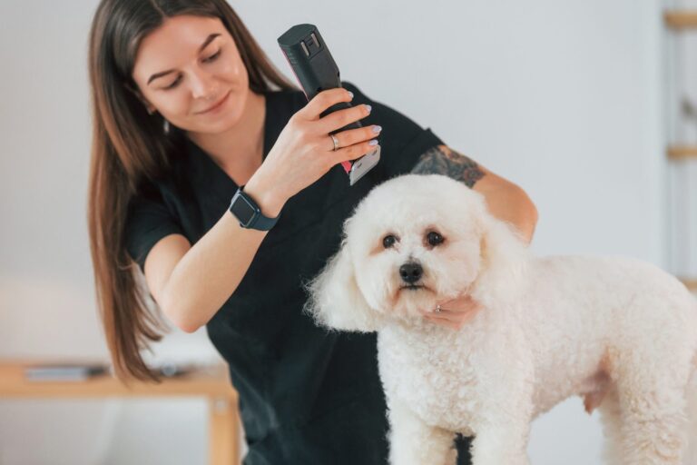 young-woman-is-working-with-pet-cute-little-dog-i-2022-06-06-15-35-16-utc-scaled